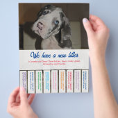 カラフルなデンマーク犬の子犬を販売中 チラシ (手)
