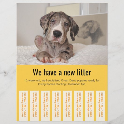 カラフルなデーン・ドッグの子犬販売チラシ チラシ (正面)