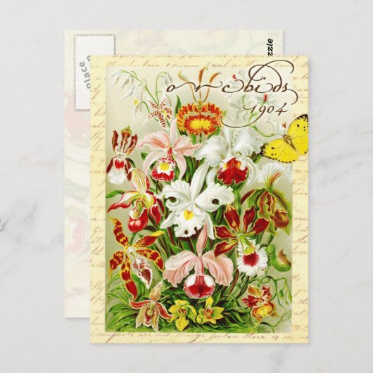 カラフルなハオチドと黄色の蝶 ポストカード (正面/裏面)
