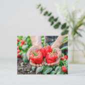 カラフルなベルペッパーとチリのミックス シーズンポストカード (スタンド正面)