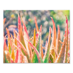カラフルなリュウゼツランの植物は の写真のプリントをひっくり返します フォトプリント