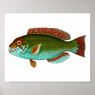 カラフルなヴィンテージの魚 ポスター