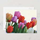 カラフルな春のチューリップ ポストカード (正面/裏面)