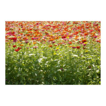 カラフルな春の花