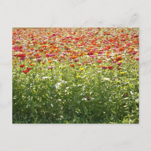 カラフルな春の花 ポストカード (正面)