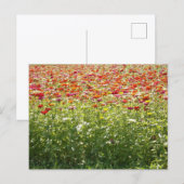 カラフルな春の花 ポストカード (正面/裏面)