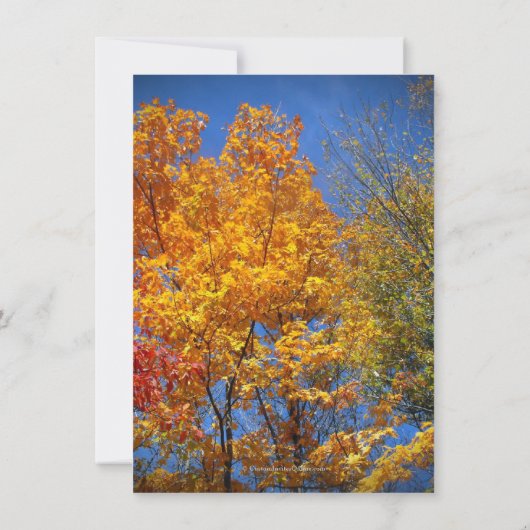 カラフルな秋の木々がテーマのSave the Date 招待状 (裏面)