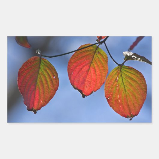カラフルな紅葉のトリオ 長方形シール (正面)