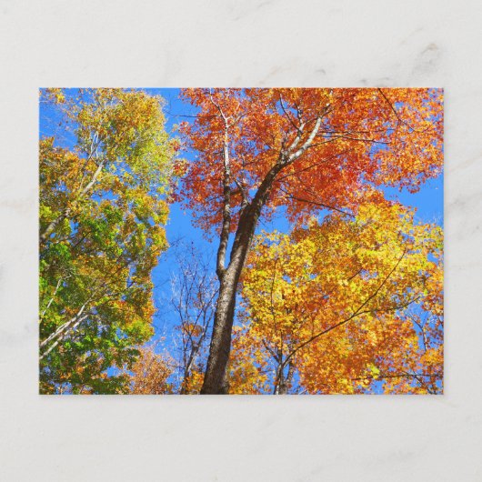 カラフルな紅葉の3つの色調 ポストカード (正面)