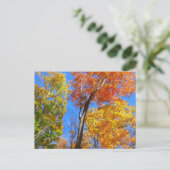 カラフルな紅葉の3つの色調 ポストカード (スタンド正面)