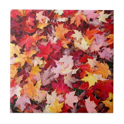 カラフルな紅葉 タイル (正面)