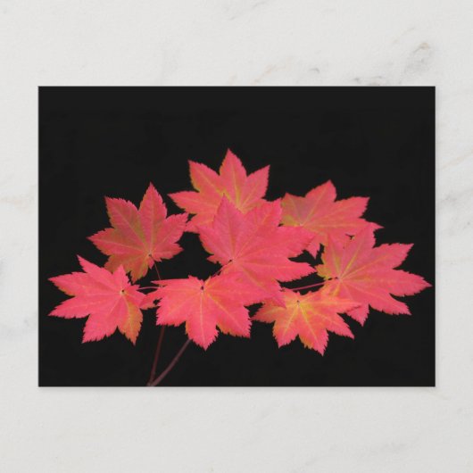 カラフルな紅葉... ポストカード (正面)