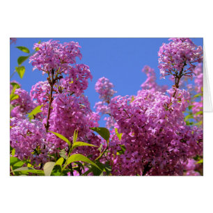 [カラフルな花の]薄紫のSyringa -挨拶状