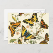 カラフルな蝶と蛹の集会 ポストカード (正面/裏面)