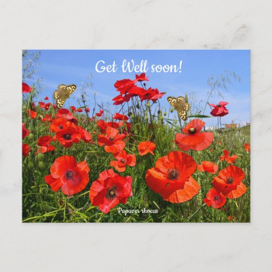 カラフルな赤いケシの花畑　回復のお祈り ポストカード (正面)
