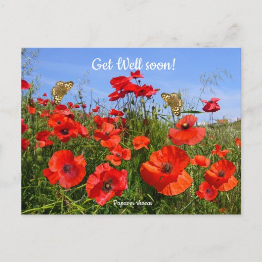カラフルな赤いケシの花畑　快復のお祈り ポストカード (正面)