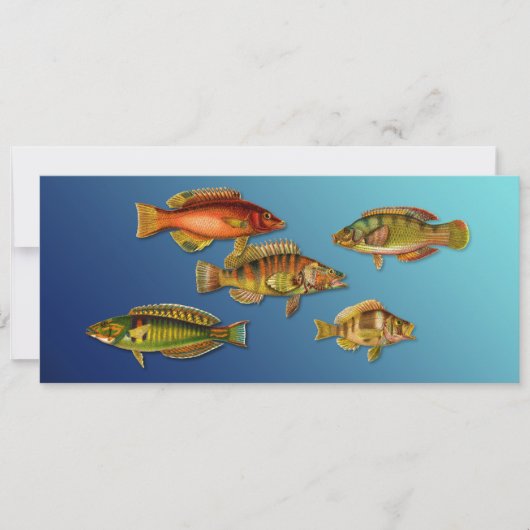 カラフルな魚 招待状 (正面)