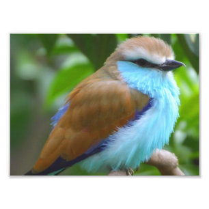 カラフルな鳥 フォトプリント