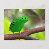 カラフルな鳥 ポストカード (正面)
