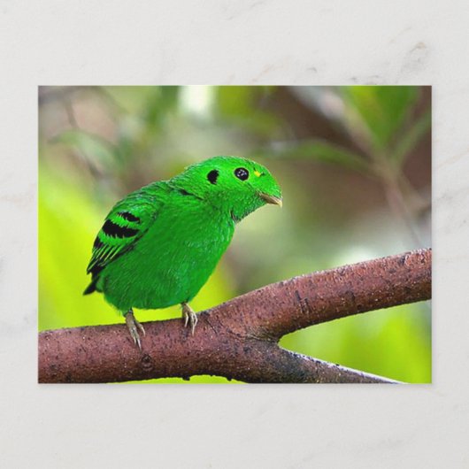 カラフルな鳥 ポストカード (正面)