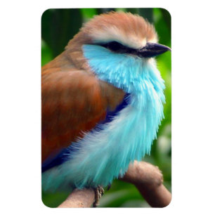 カラフルな鳥 マグネット