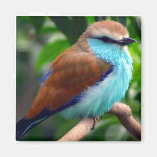 カラフルな鳥 マグネット