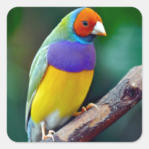 カラフルなgouldianフィンチ スクエアシール