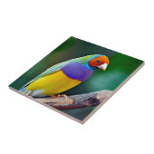 カラフルなgouldianフィンチ タイル (側面)