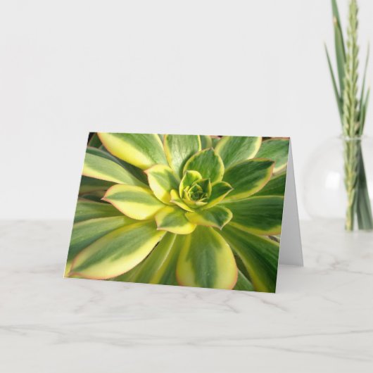 カラフルなSucculent #2のメッセージカード カード (正面)