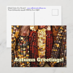 カラフルインディアンコーンのカーネルフォト ポストカード