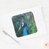 カラフルインディアン孔雀の尾の羽が開いたプロファイル スクエアシール (封筒)