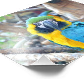 カラフルオウム – フォトプリント フォトプリント            (角)