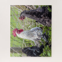 カラフルコッケレ