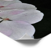 カラフルセンターホワイトLacecap Hydrangeaポスター ポスター (角)