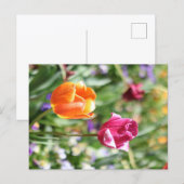 カラフルチューリップ 植物園の絵葉書 ポストカード (正面/裏面)