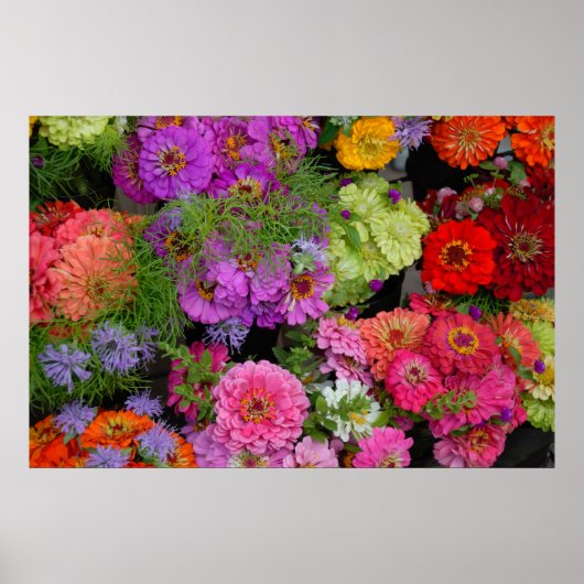 カラフルデイジー ポスター (正面)