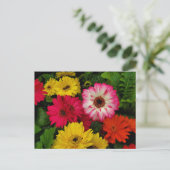 カラフルデイジー ポストカード (スタンド正面)