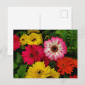 カラフルデイジー ポストカード (正面/裏面)