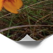 カラフルデイジー、ルベックメイン ポスター (角)