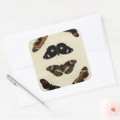 カラフルバタフライメドレオンクリーム背景 スクエアシール (封筒)