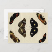 カラフルバタフライメドレオンクリーム背景 ポストカード (正面/裏面)