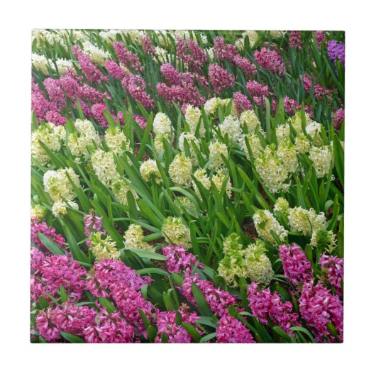 カラフルヒヤシン花園 タイル (正面)