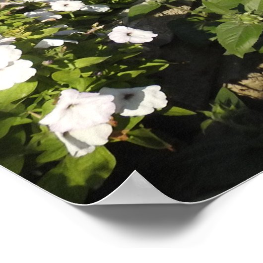 カラフルペチュニアのポスター ポスター (角)