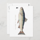 カラフルヴィンテージサケイラストレーション ポストカード (正面/裏面)