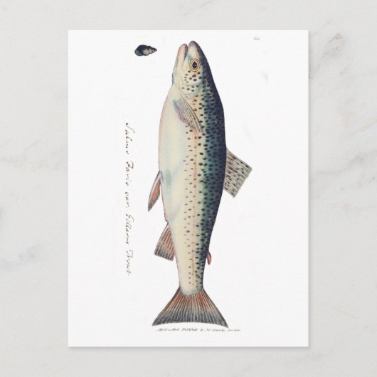 カラフルヴィンテージサケイラストレーション ポストカード (正面)