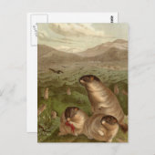 カラフルヴィンテージマーモットイラストレーションカード ポストカード (正面/裏面)