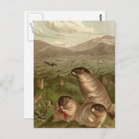 カラフルヴィンテージマーモットイラストレーションカード ポストカード (正面/裏面)