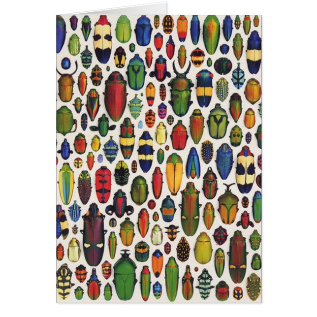 カラフルヴィンテージ図解入りの、写真付きの甲虫 (正面)