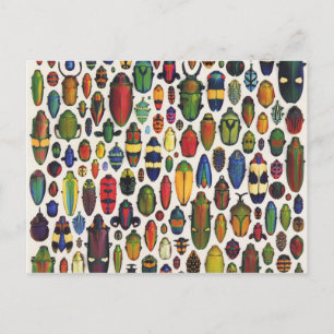 カラフルヴィンテージ図解入りの、写真付きの甲虫 ポストカード