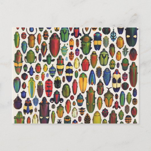 カラフルヴィンテージ図解入りの、写真付きの甲虫 ポストカード (正面)